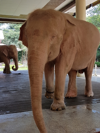 ROYAL WHITE ELEPHANT GARDEN, YANGON, MYANMAR - preview